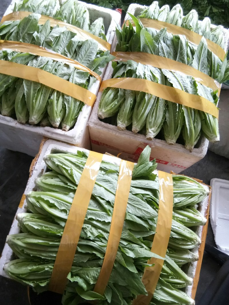 油麦菜（新鲜油麦菜现货）