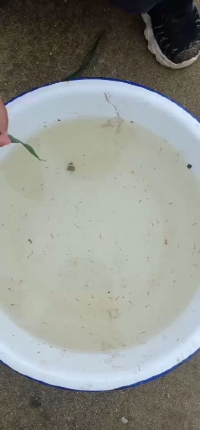 优质鲫鱼苗中科三号乌仔个头好欢迎来选购