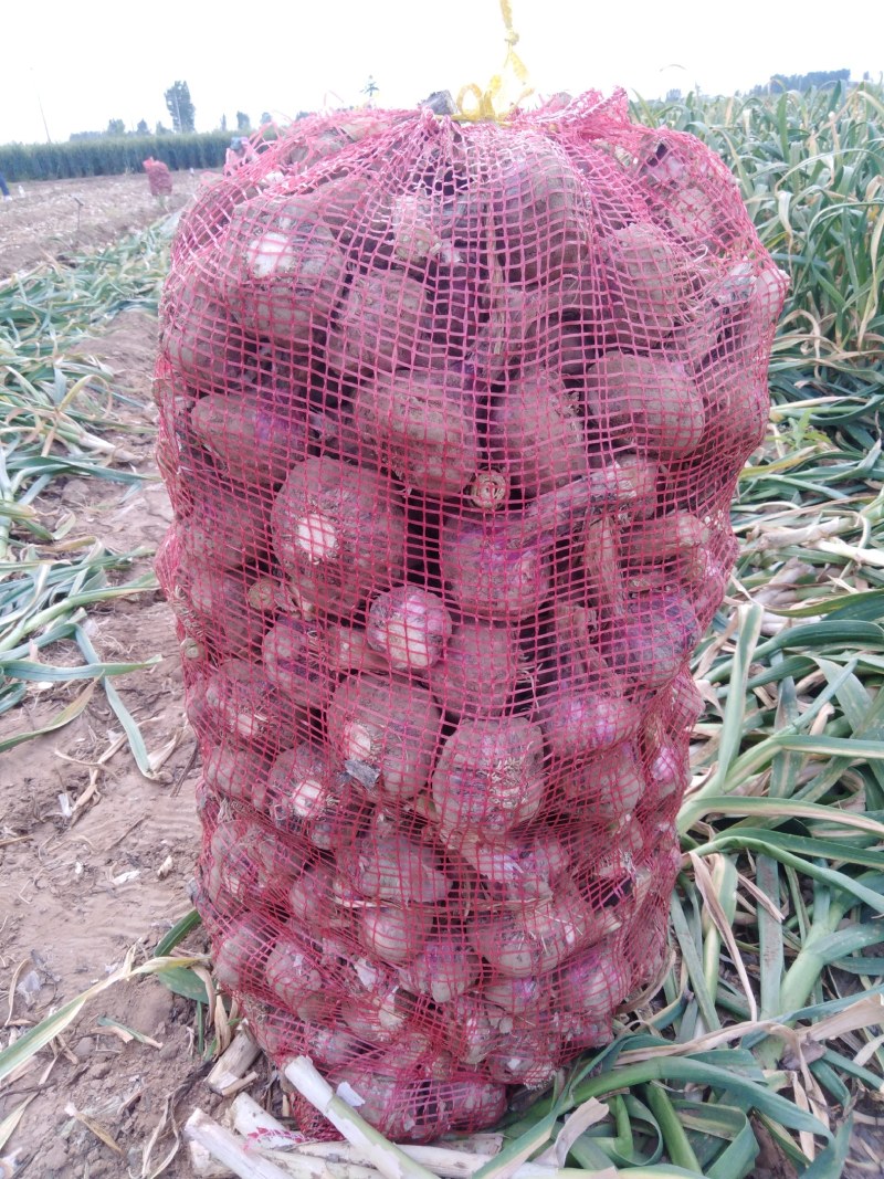 紫皮大蒜，鲜大蒜湿大蒜混级统货优质大蒜，颜色鲜亮