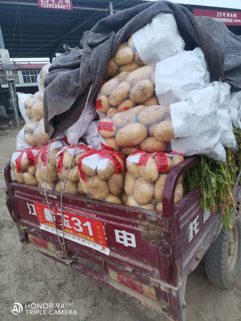 山东土豆早大白土豆大量上市，包地，个头大颜色正
