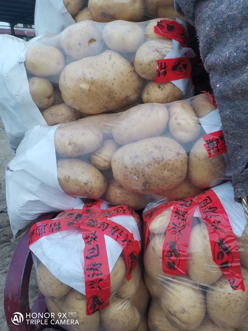 山东土豆早大白土豆大量上市，包地，个头大颜色正