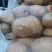 山东土豆早大白土豆大量上市，包地，个头大颜色正