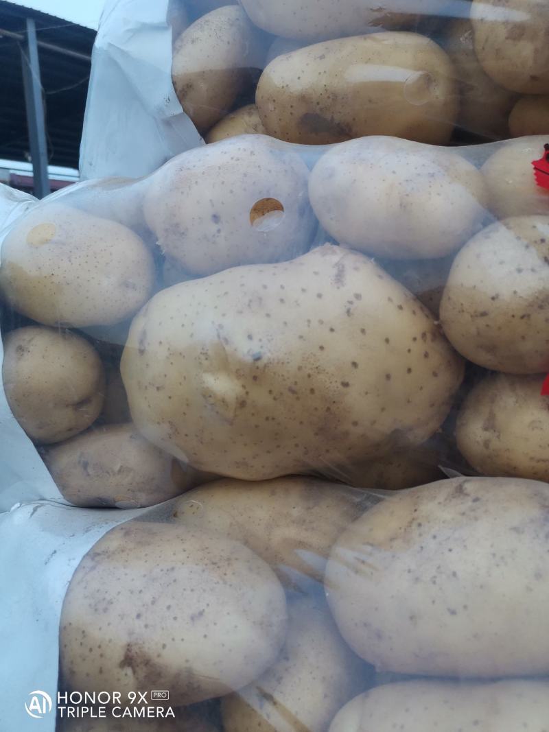 山东土豆早大白土豆大量上市，包地，个头大颜色正