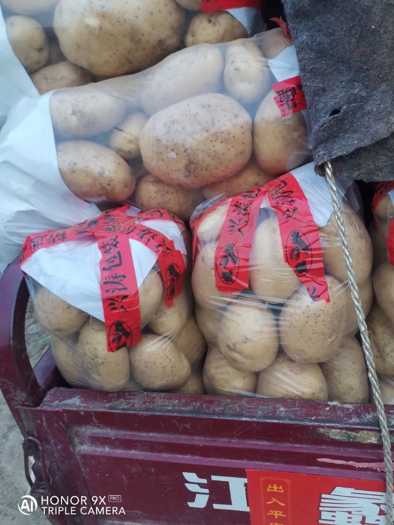 山东土豆早大白土豆大量上市，包地，个头大颜色正