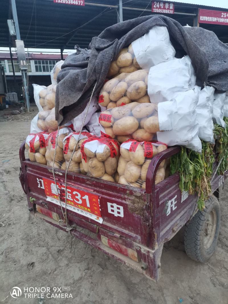 山东土豆早大白土豆大量上市，包地，个头大颜色正
