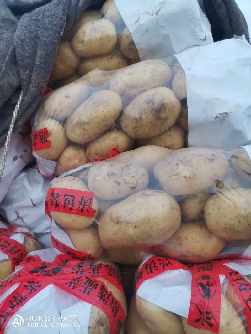 山东土豆早大白土豆大量上市，包地，个头大颜色正