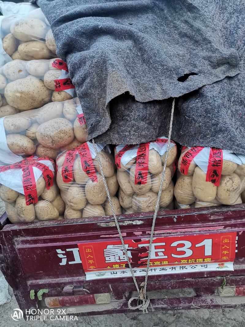 山东土豆早大白土豆大量上市，包地，个头大颜色正
