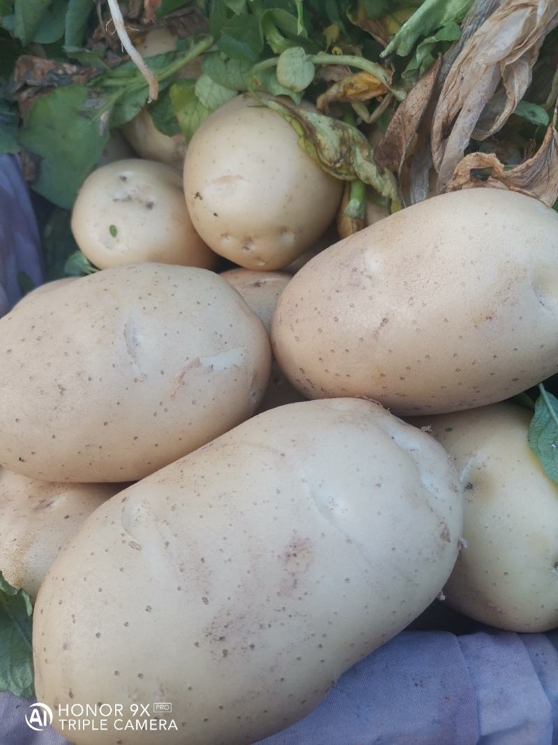 山东土豆早大白土豆大量上市，包地，个头大颜色正