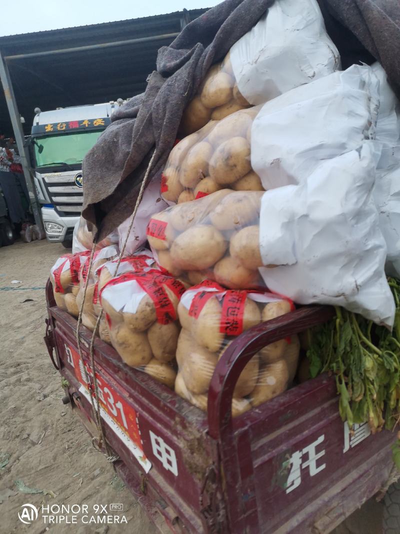 山东土豆早大白土豆大量上市，包地，个头大颜色正