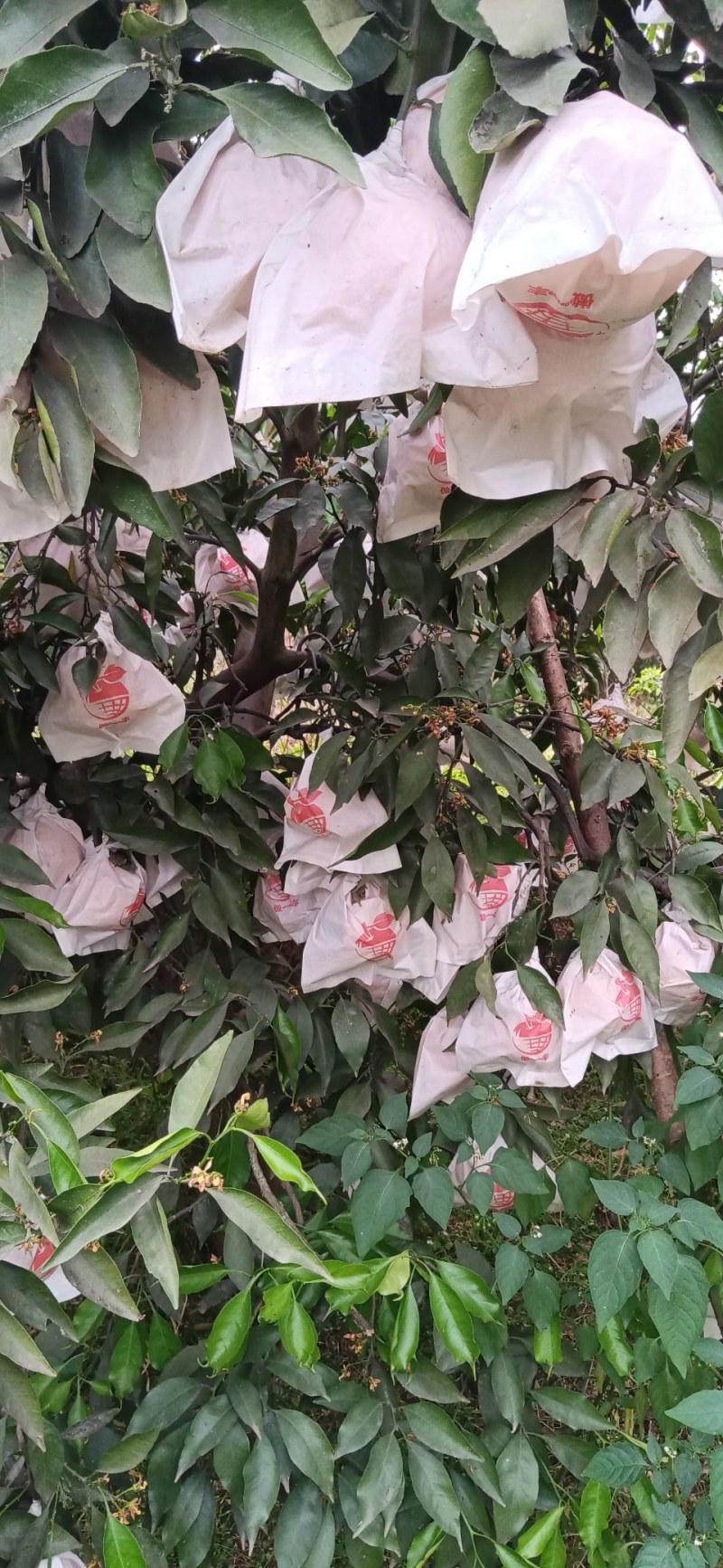 青见柑橘水份充足的柑橘