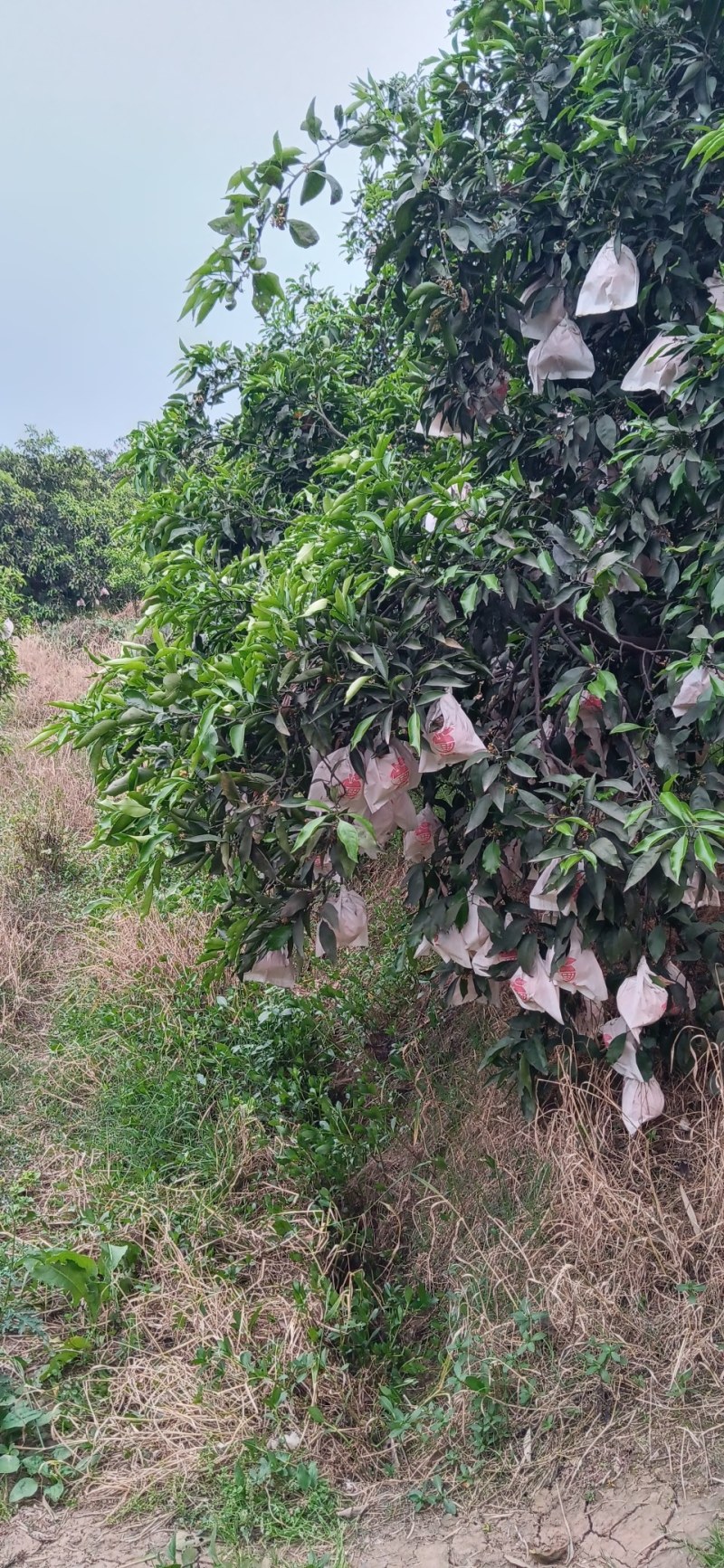 青见柑橘水份充足的柑橘