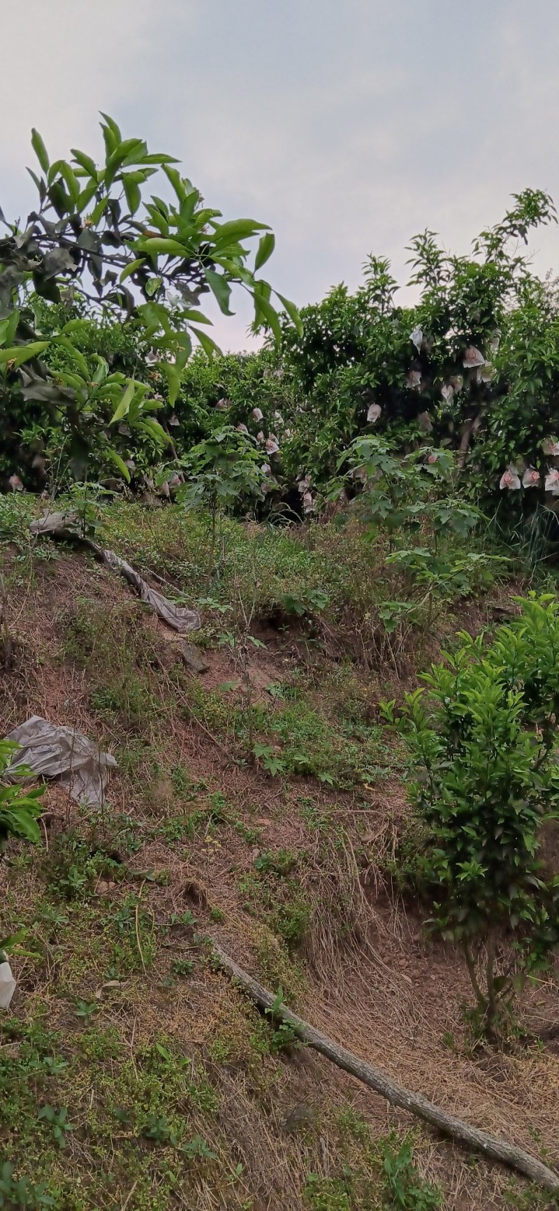 青见柑橘水份充足的柑橘