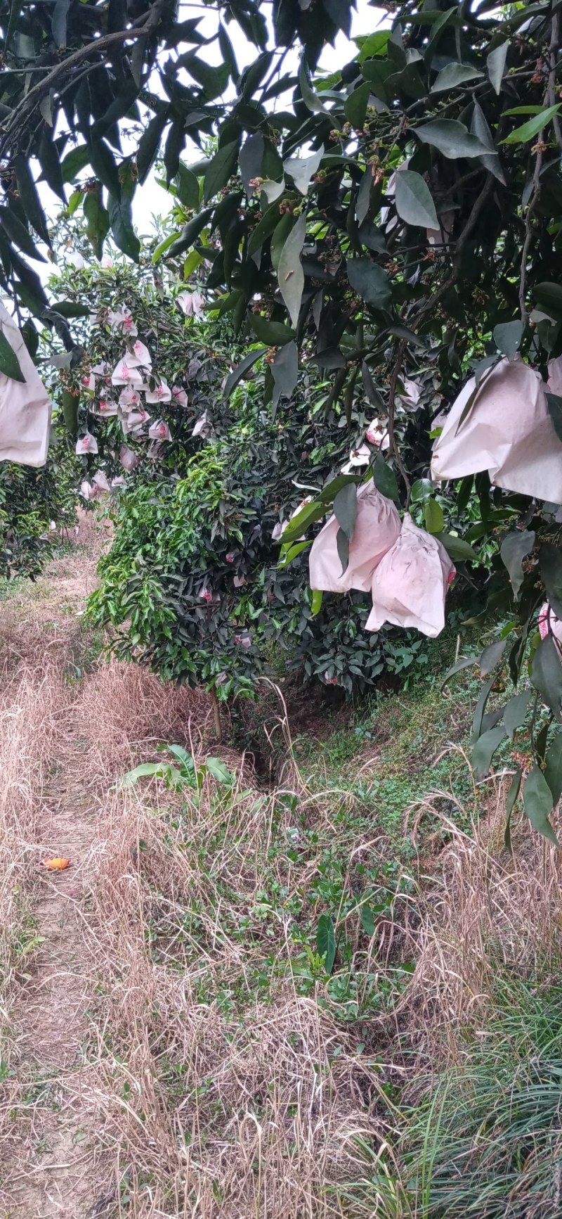 青见柑橘水份充足的柑橘