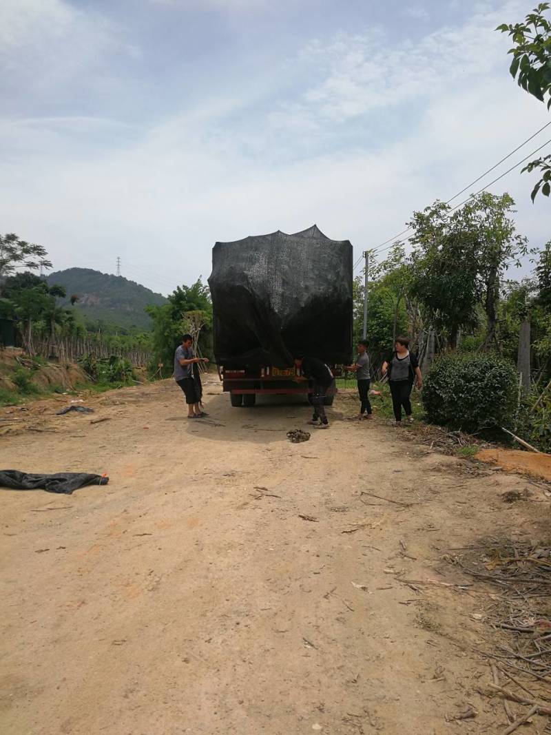 精品紫玉兰玉堂春高档小区别墅行道树春天开花(有便宜货)