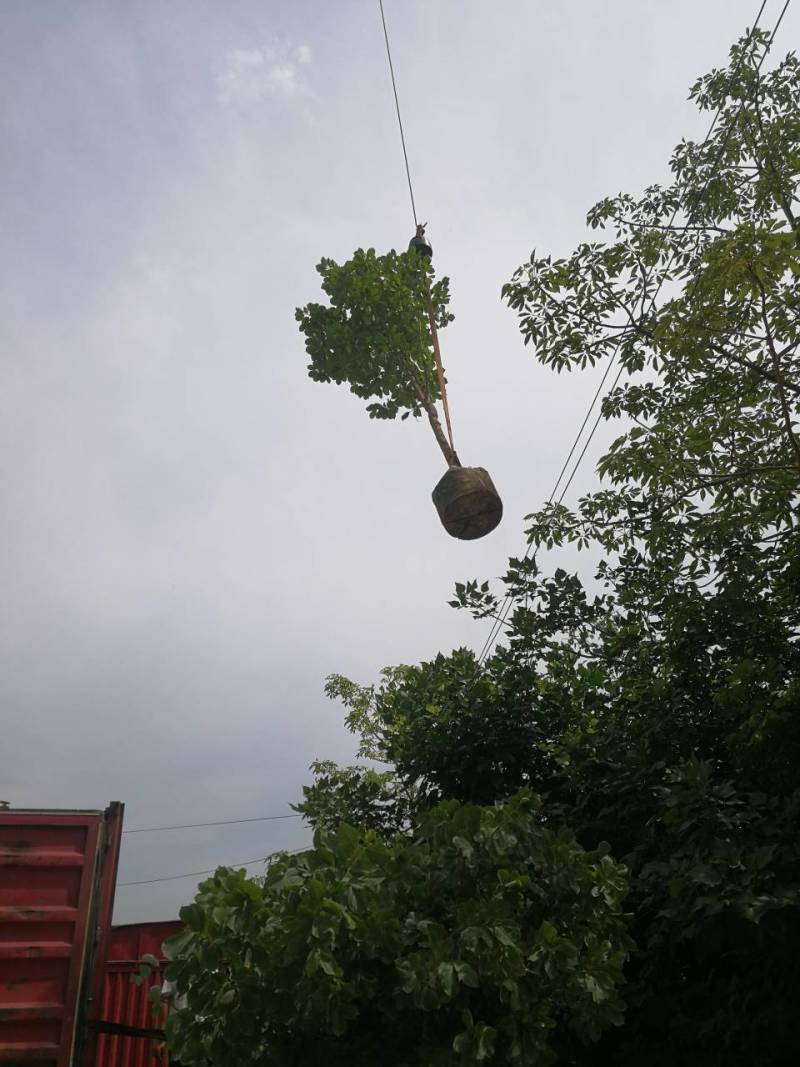 精品紫玉兰玉堂春高档小区别墅行道树春天开花(有便宜货)