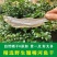 湖南小鱼干干货农家自晒翘嘴鱼干淡水河鱼干翘嘴鲌鱼干包邮