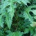 纯野生红花杆荨麻草，量大从优