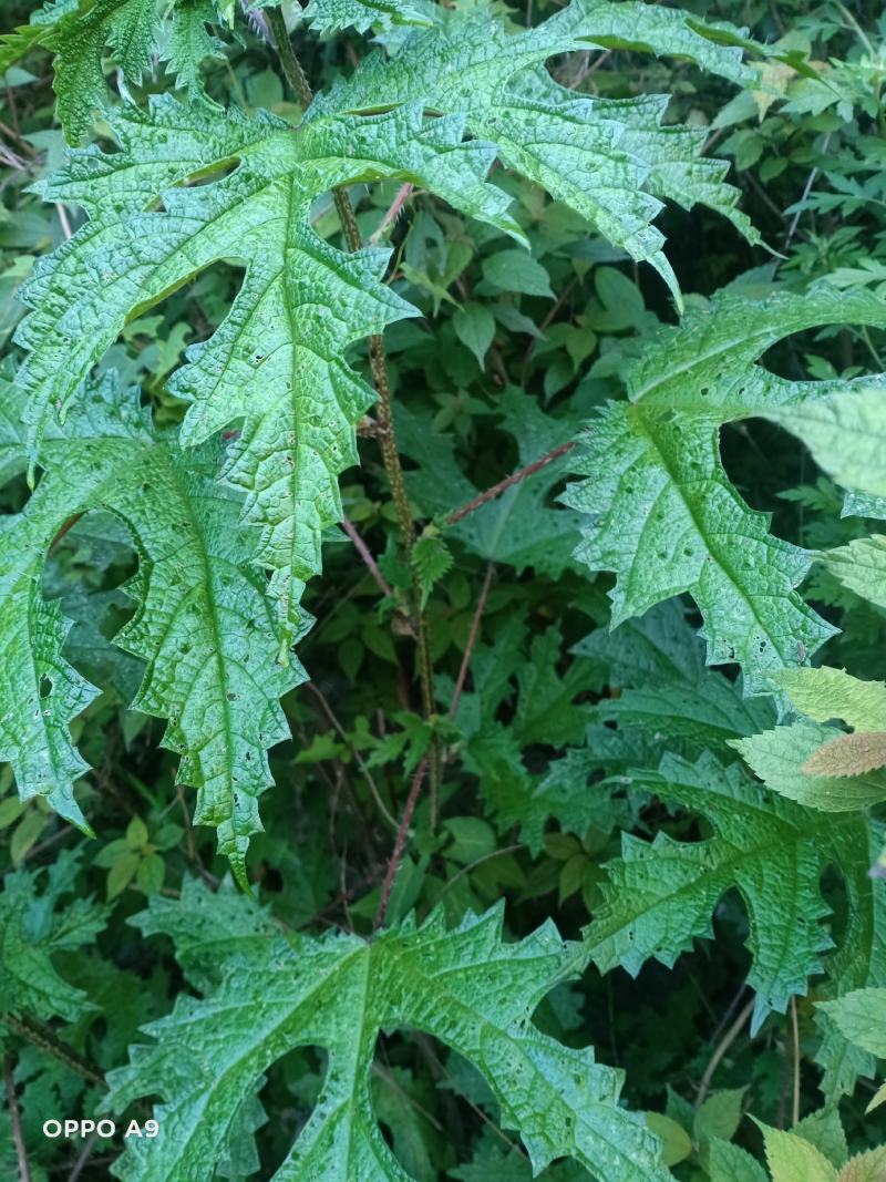纯野生红花杆荨麻草，量大从优