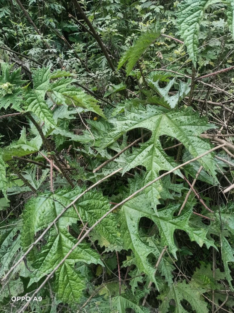纯野生红花杆荨麻草，量大从优