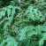 纯野生红花杆荨麻草，量大从优