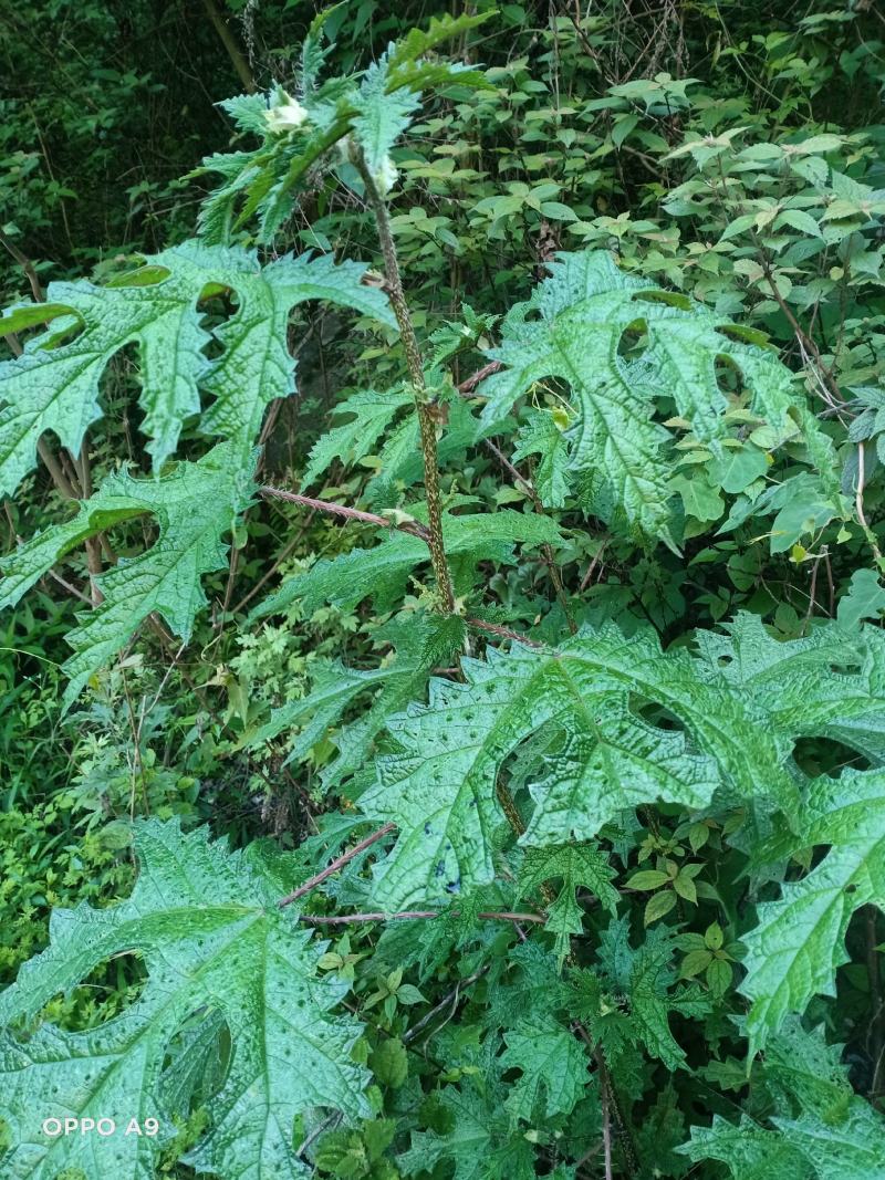 纯野生红花杆荨麻草，量大从优