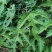 纯野生红花杆荨麻草，量大从优