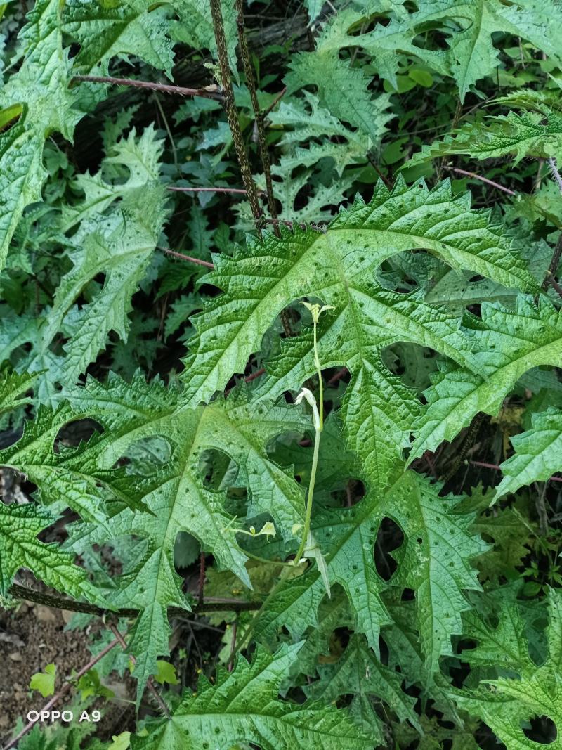 纯野生红花杆荨麻草，量大从优