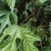 纯野生红花杆荨麻草，量大从优