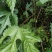 纯野生红花杆荨麻草，量大从优