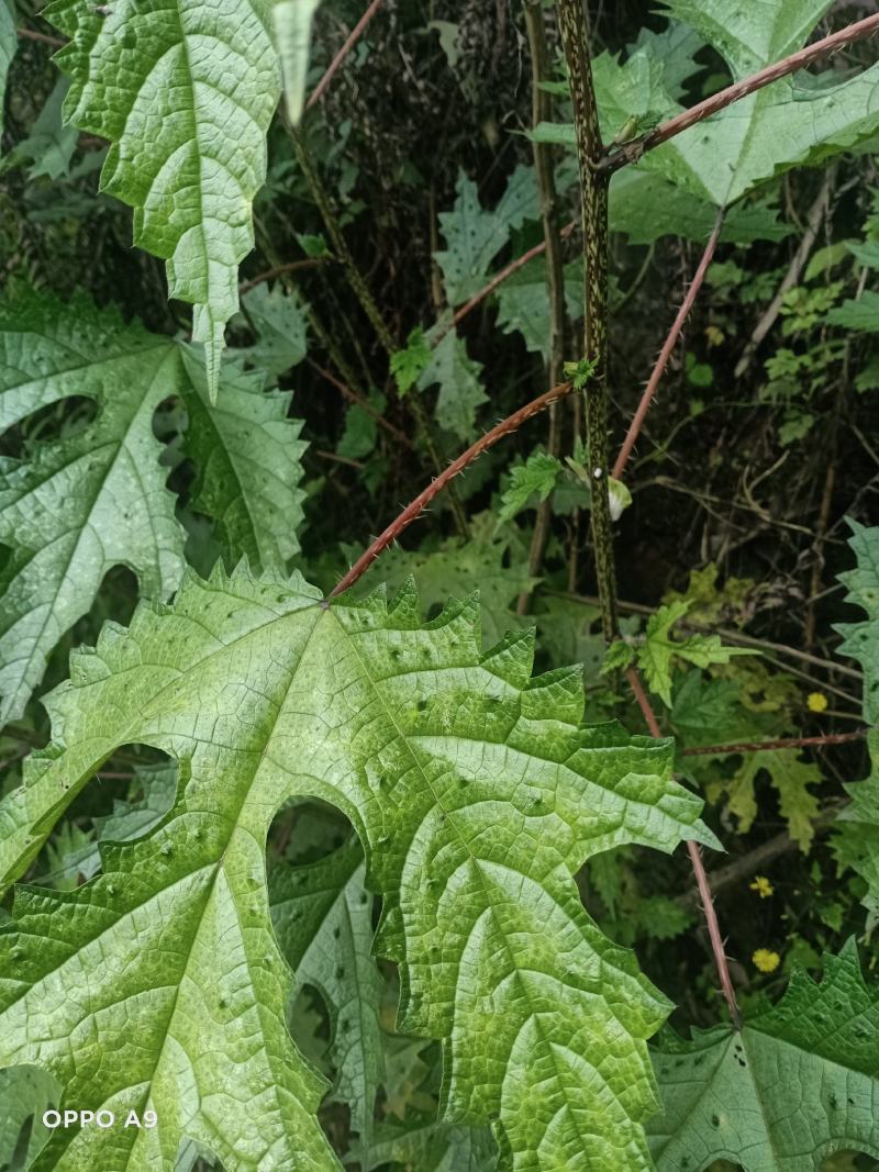 纯野生红花杆荨麻草，量大从优
