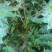 纯野生红花杆荨麻草，量大从优
