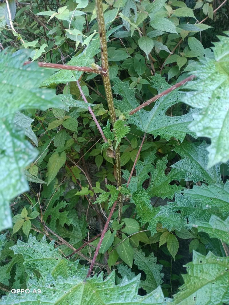 纯野生红花杆荨麻草，量大从优
