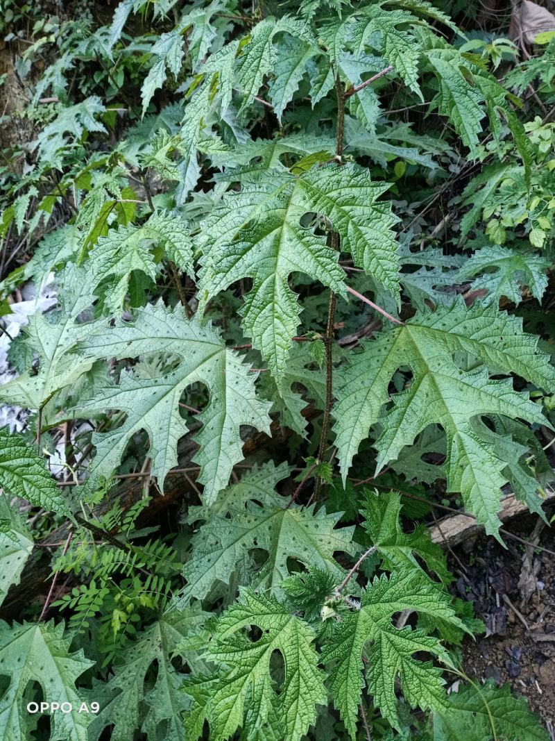 纯野生红花杆荨麻草，量大从优
