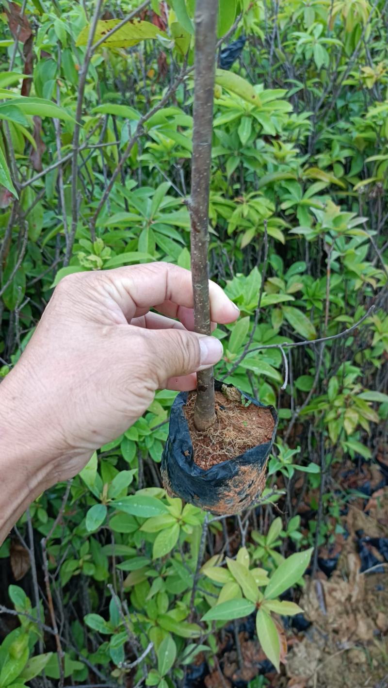木荷