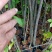 木荷