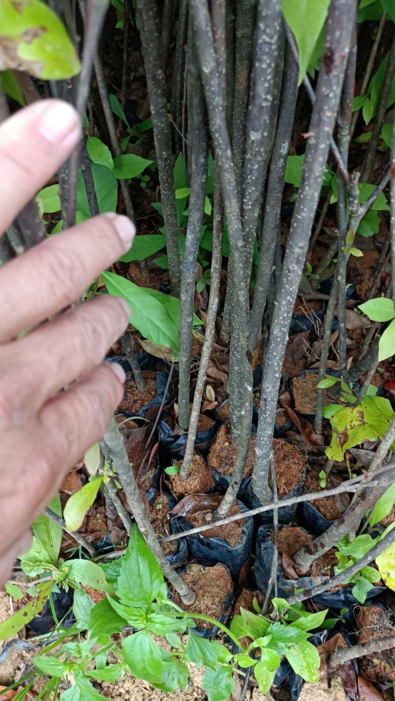 木荷