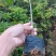 木荷