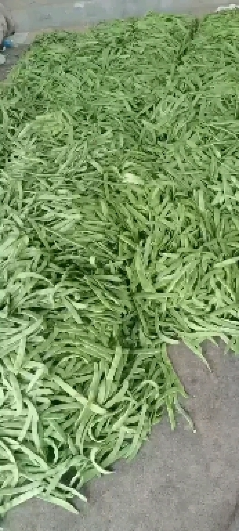 山东省聊城市莘县蔬菜产地供应