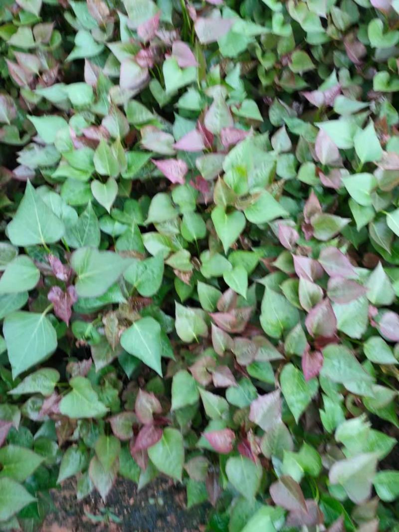 大量，红薯苗，西瓜红，济26，济25，烟25，商薯19