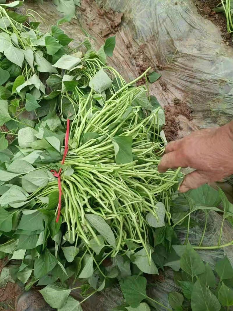 大量，红薯苗，西瓜红，济26，济25，烟25，商薯19