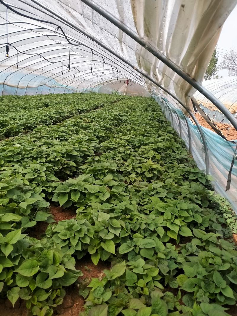 大量，红薯苗，西瓜红，济26，济25，烟25，商薯19