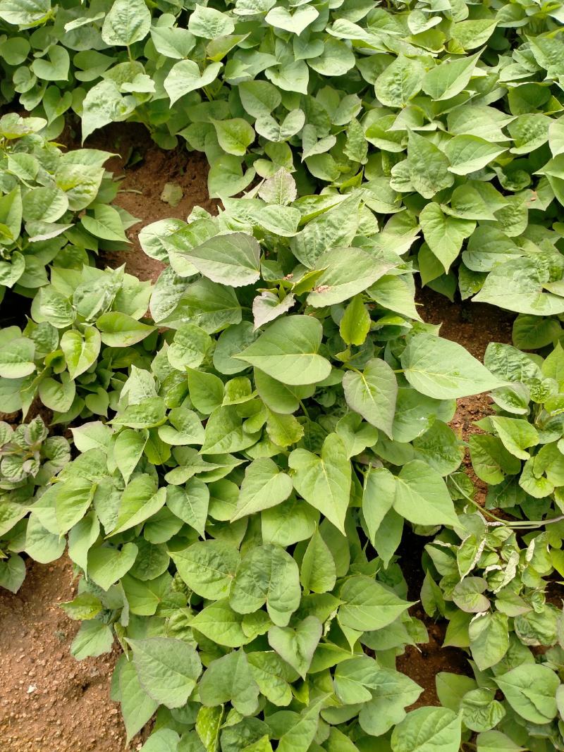 大量，红薯苗，西瓜红，济26，济25，烟25，商薯19