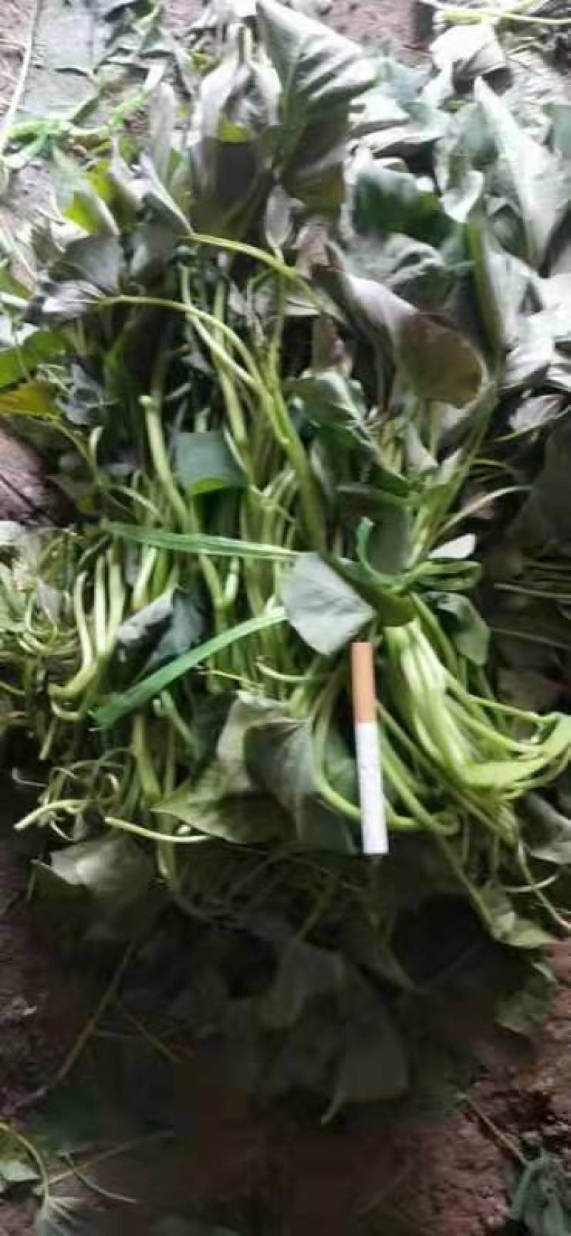 大量，红薯苗，西瓜红，济26，济25，烟25，商薯19