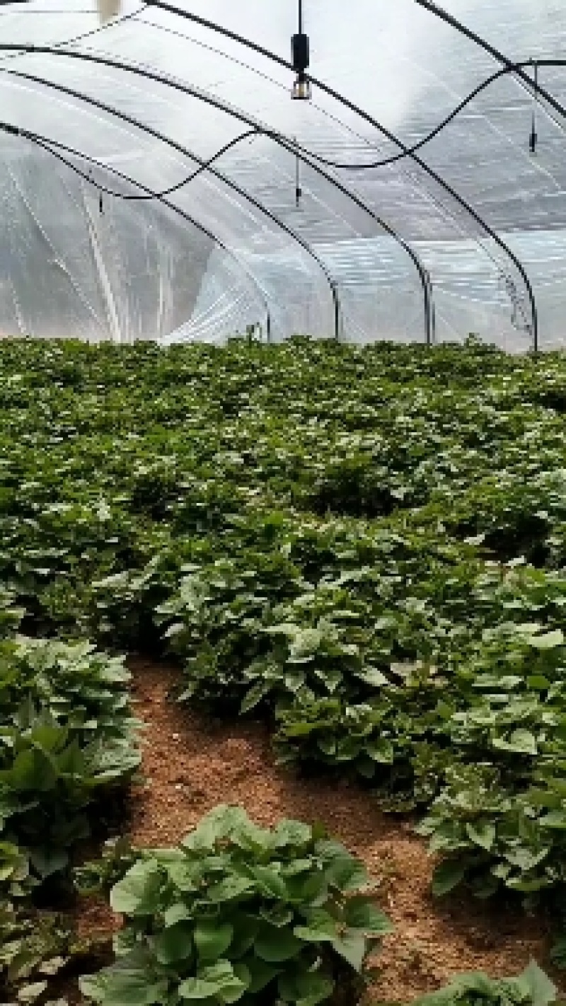 大量，红薯苗，西瓜红，济26，济25，烟25，商薯19