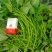 大量，红薯苗，西瓜红，济26，济25，烟25，商薯19