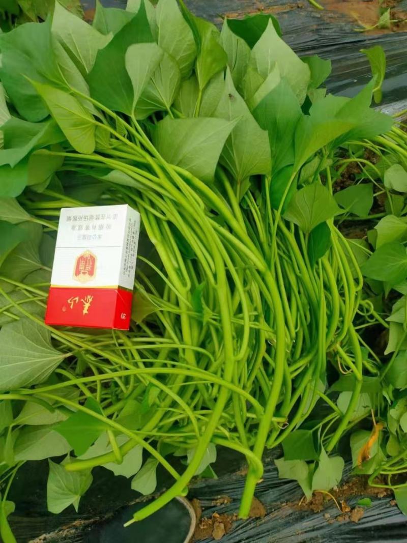 大量，红薯苗，西瓜红，济26，济25，烟25，商薯19
