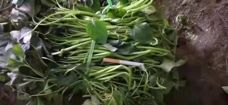 大量，红薯苗，西瓜红，济26，济25，烟25，商薯19