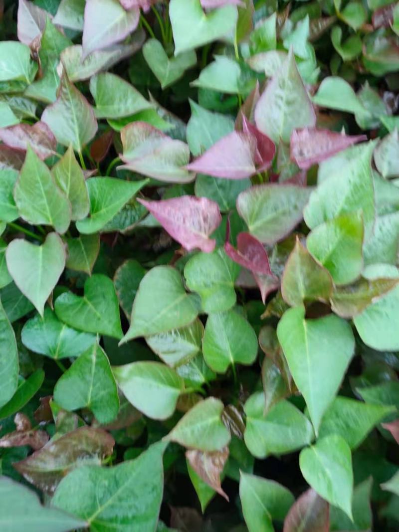 大量，红薯苗，西瓜红，济26，济25，烟25，商薯19