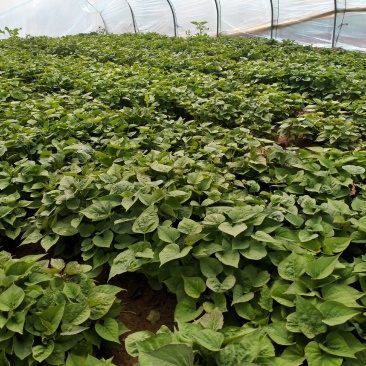 大量，红薯苗，西瓜红，济26，济25，烟25，商薯19