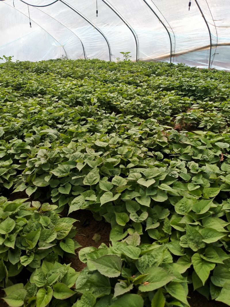 大量，红薯苗，西瓜红，济26，济25，烟25，商薯19